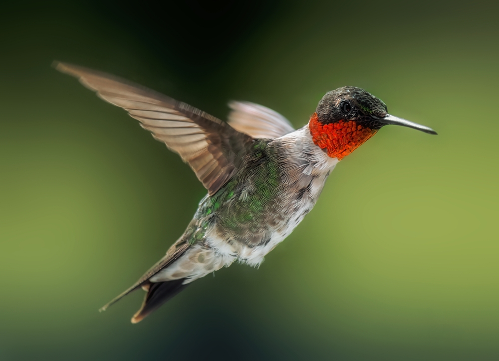 Sword-billed Hummingbird