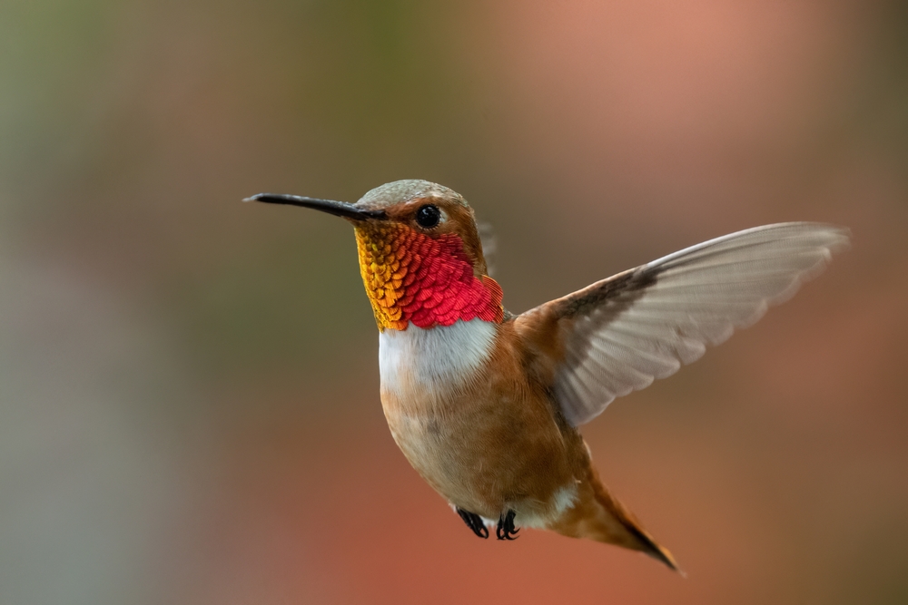 Sword-billed Hummingbird