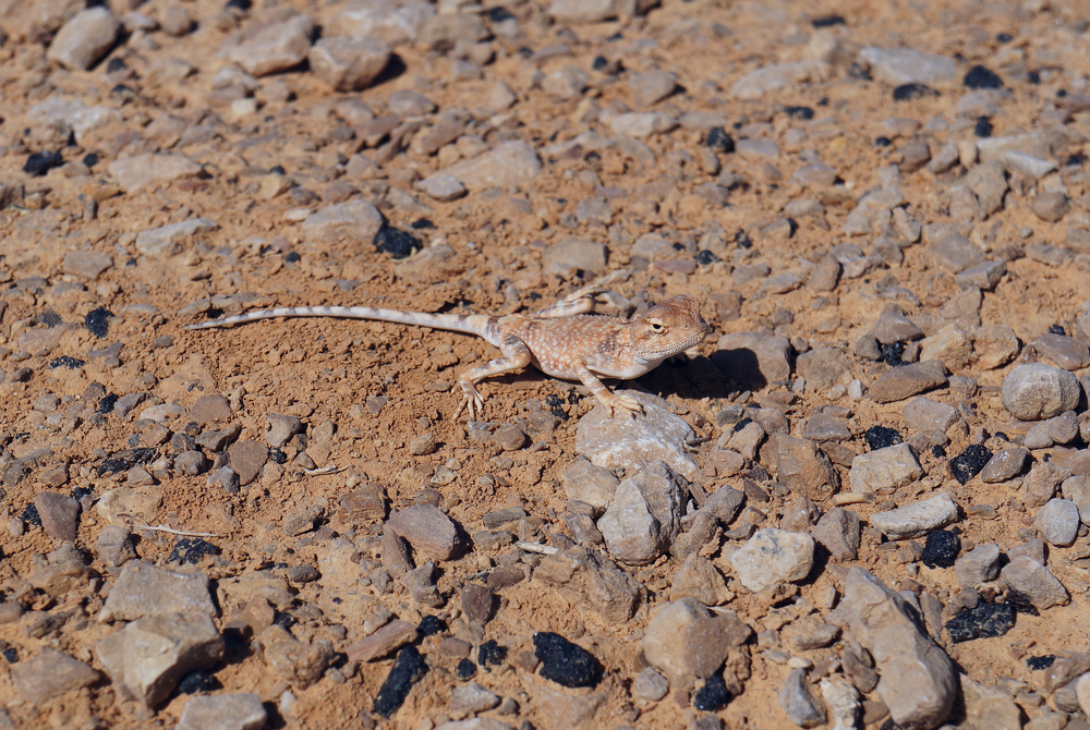 Common House Gecko