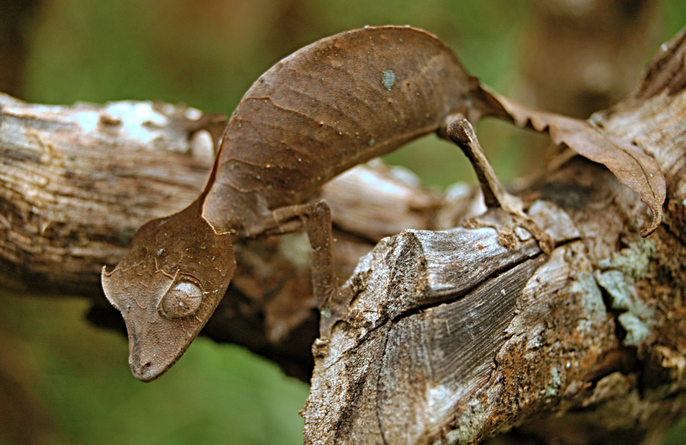 Common House Gecko