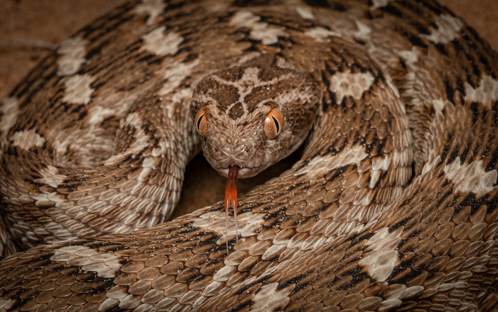 Spitting Cobra