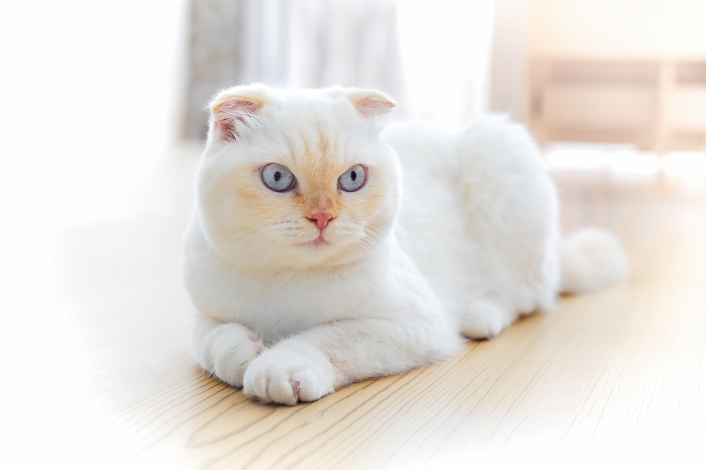 Sphynx Cat