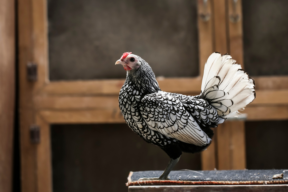 Polish chicken