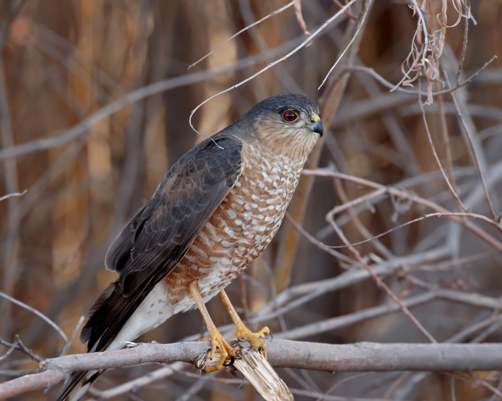 Zone-tailed Hawk
