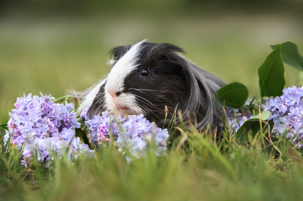 Montane Guinea Pig