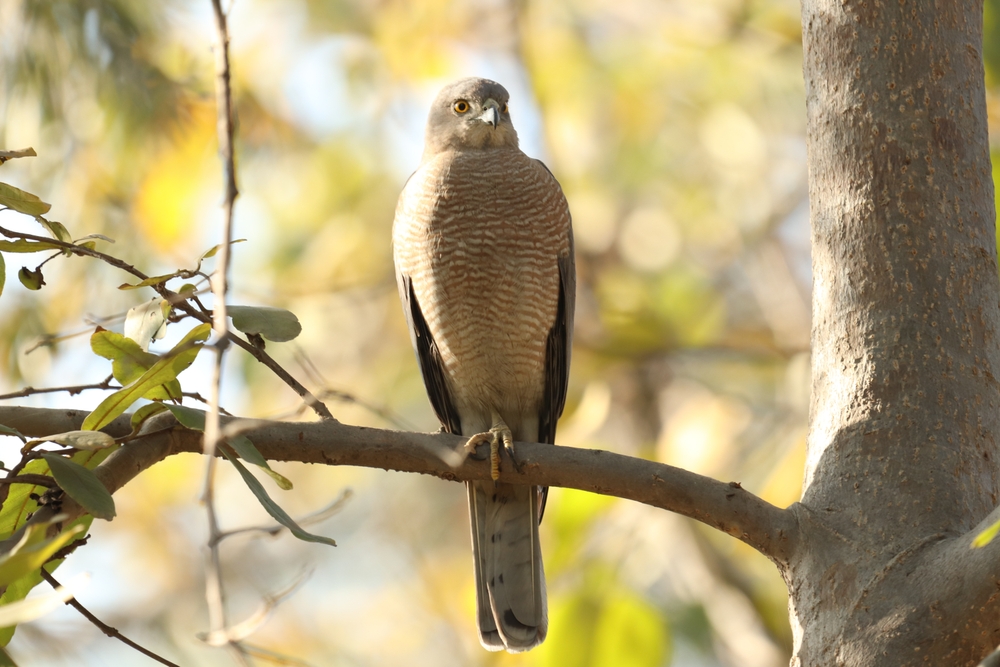 Chinese Sparrowhawk