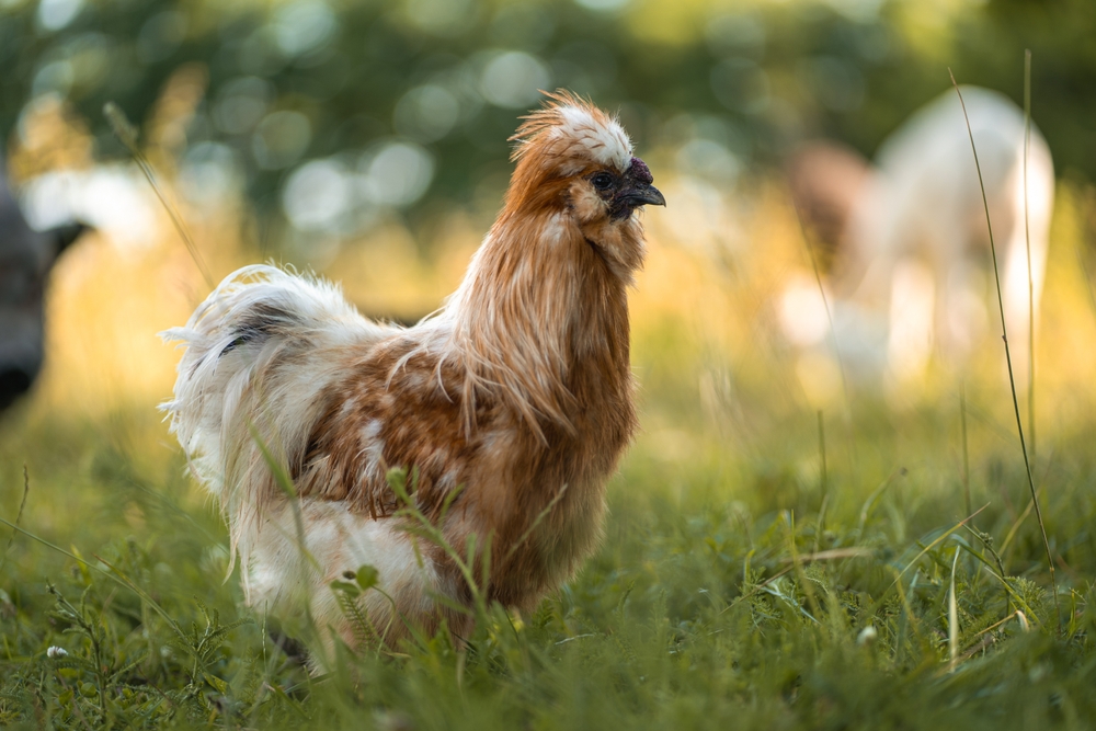 Wyandotte chicken