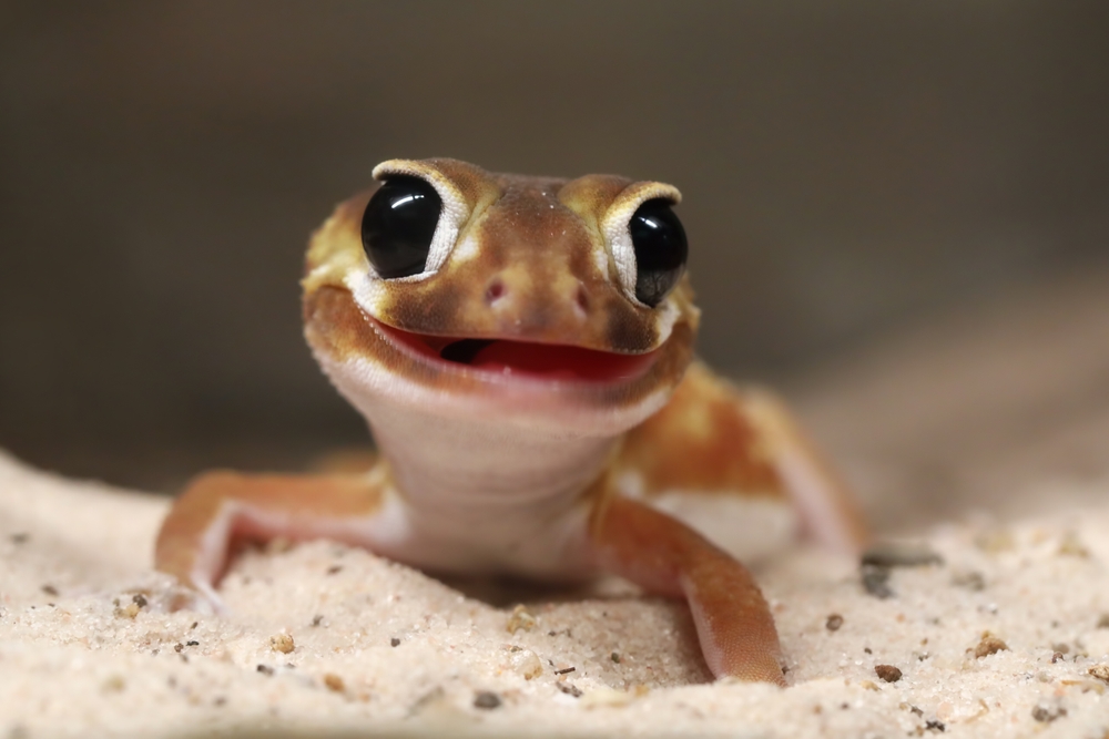Common House Gecko