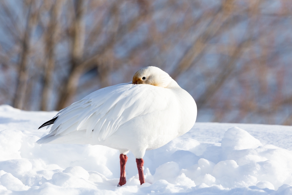 Scania Goose