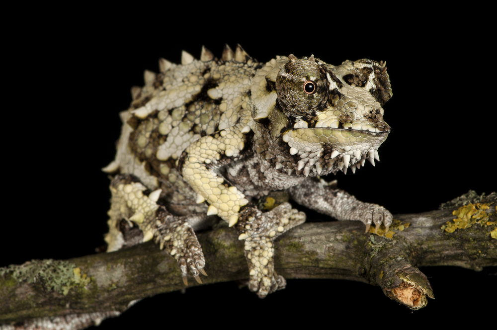 Vietnamese Cave Gecko