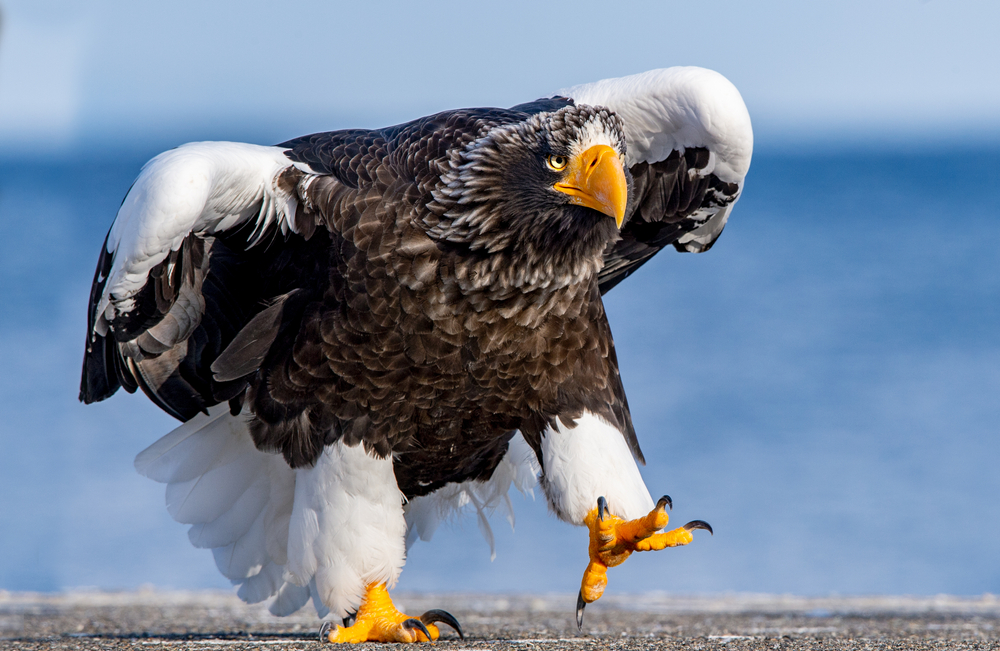 White Bellied Sea Eagle