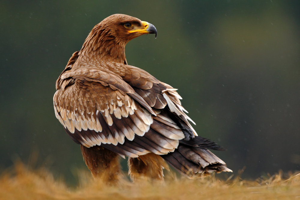 White Bellied Sea Eagle