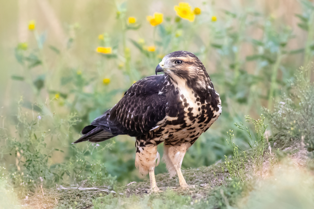 Zone-tailed Hawk