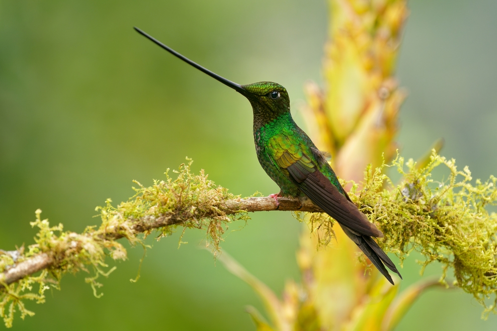 White-necked Jacobin