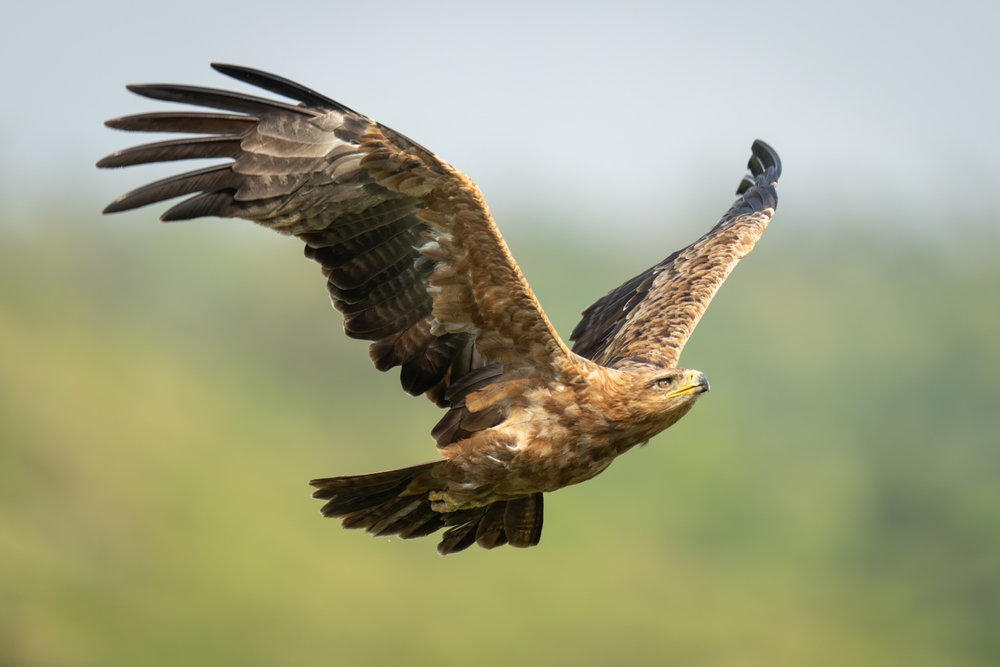 White Bellied Sea Eagle