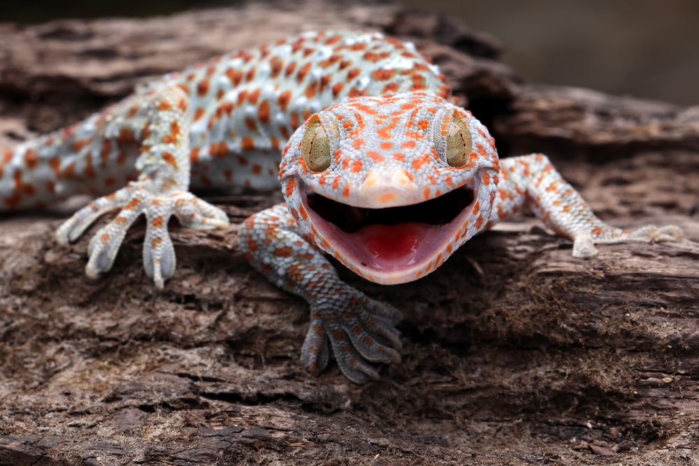 Common House Gecko