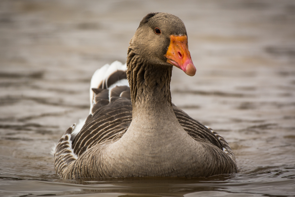 Snow Goose