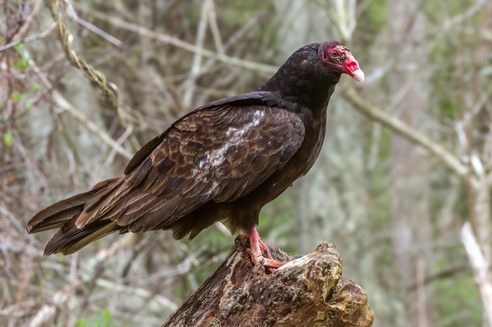 White-backed Vulture