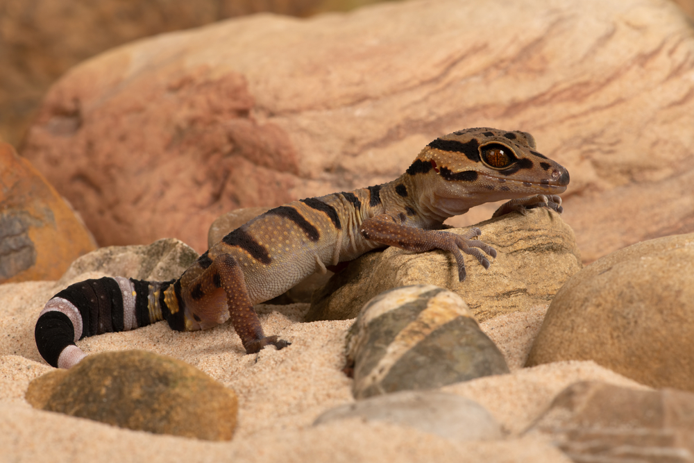 Common House Gecko