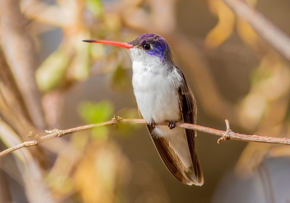 White-necked Jacobin