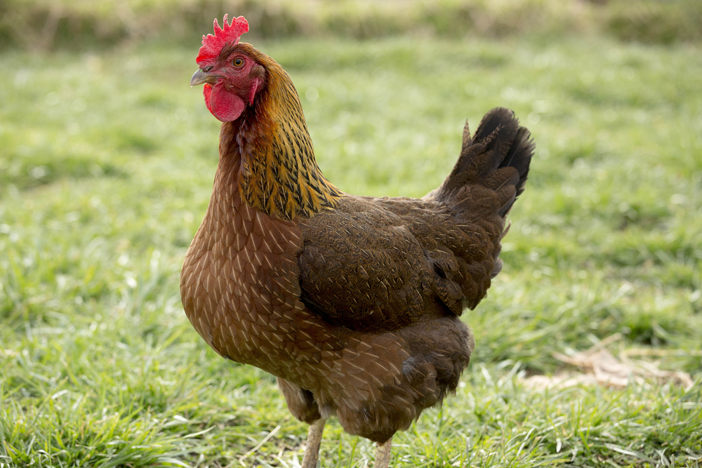 Wyandotte chicken