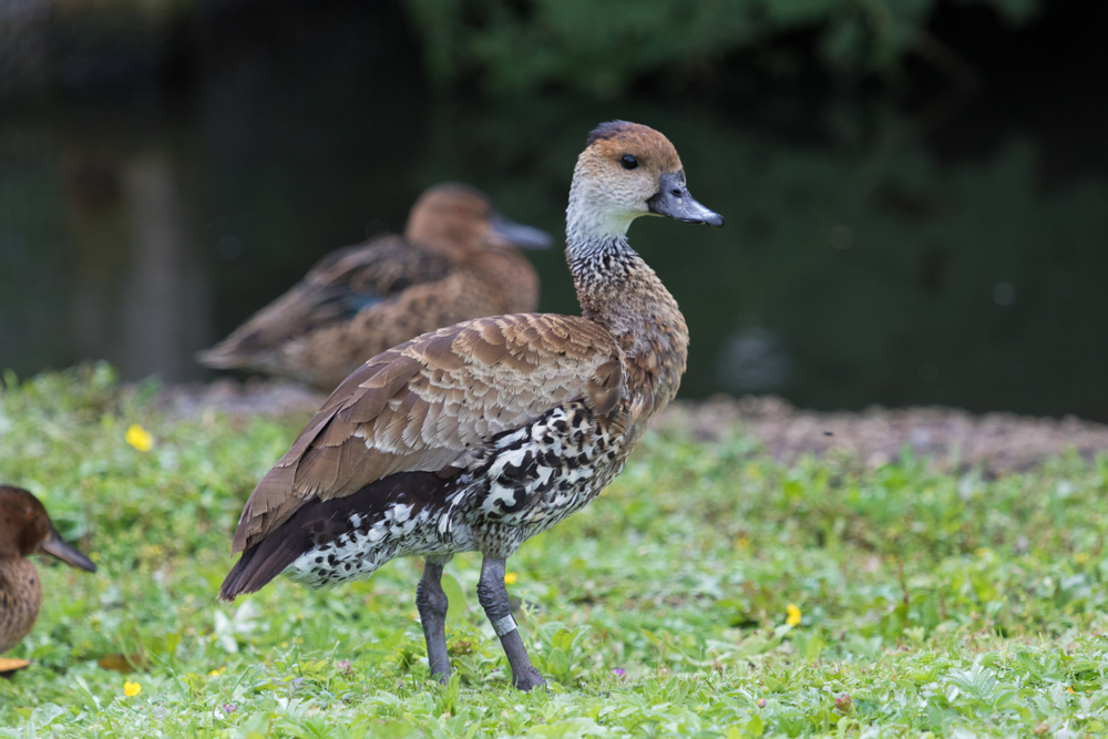 Wood Duck