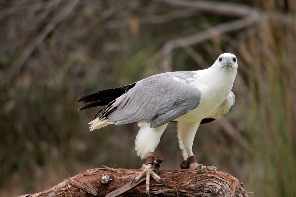 Greater Spotted Eagle