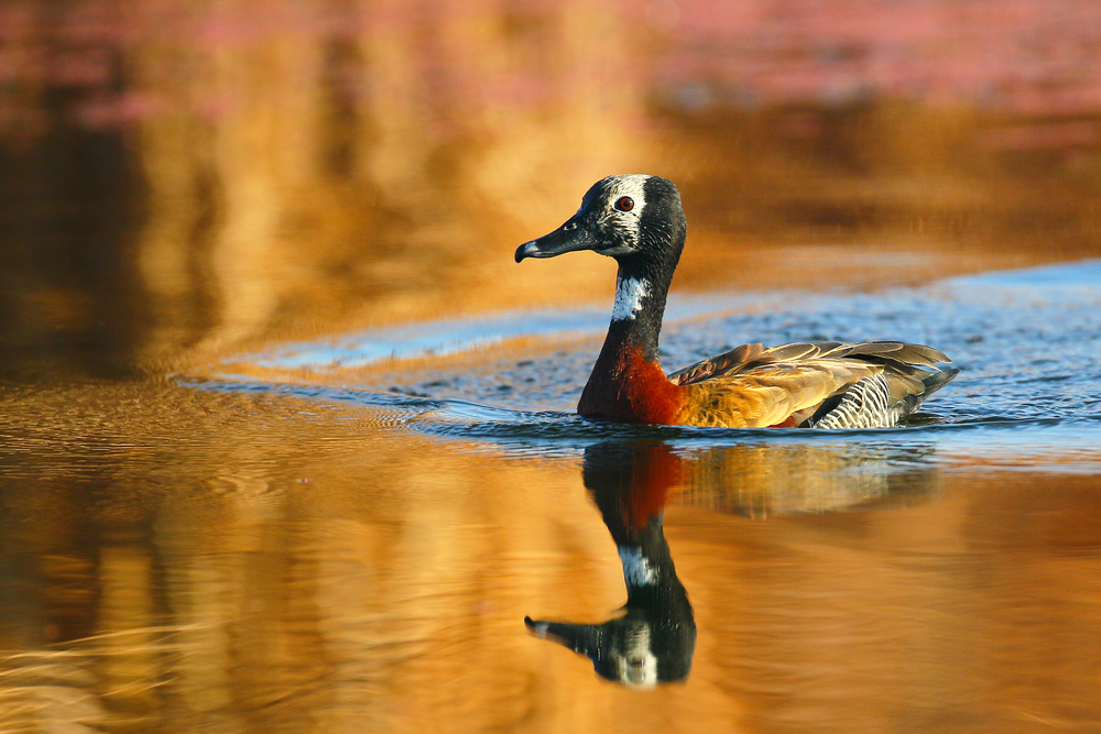 Wood Duck