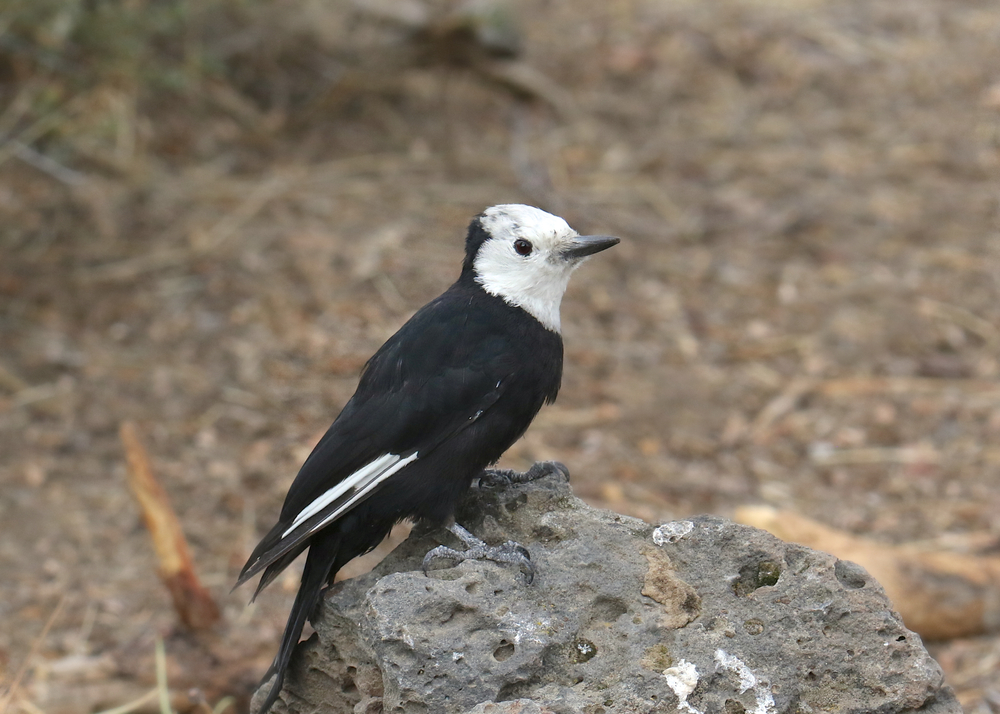 Williamson’s Sapsucker