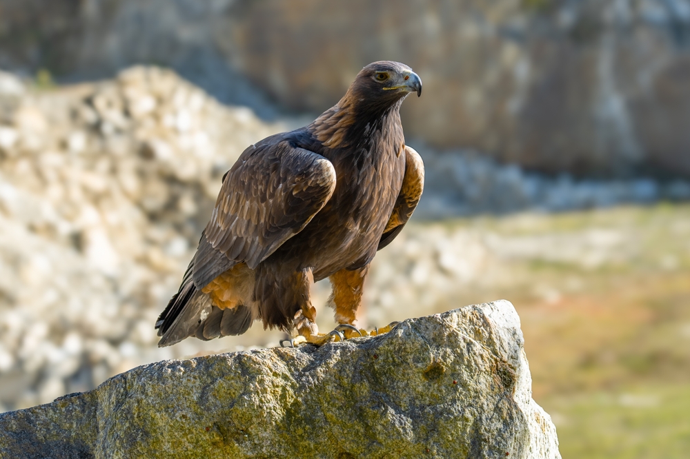 White Bellied Sea Eagle