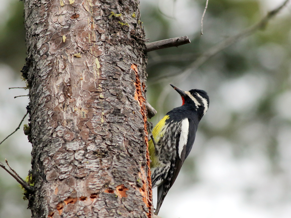 Yellow-bellied Sapsucker