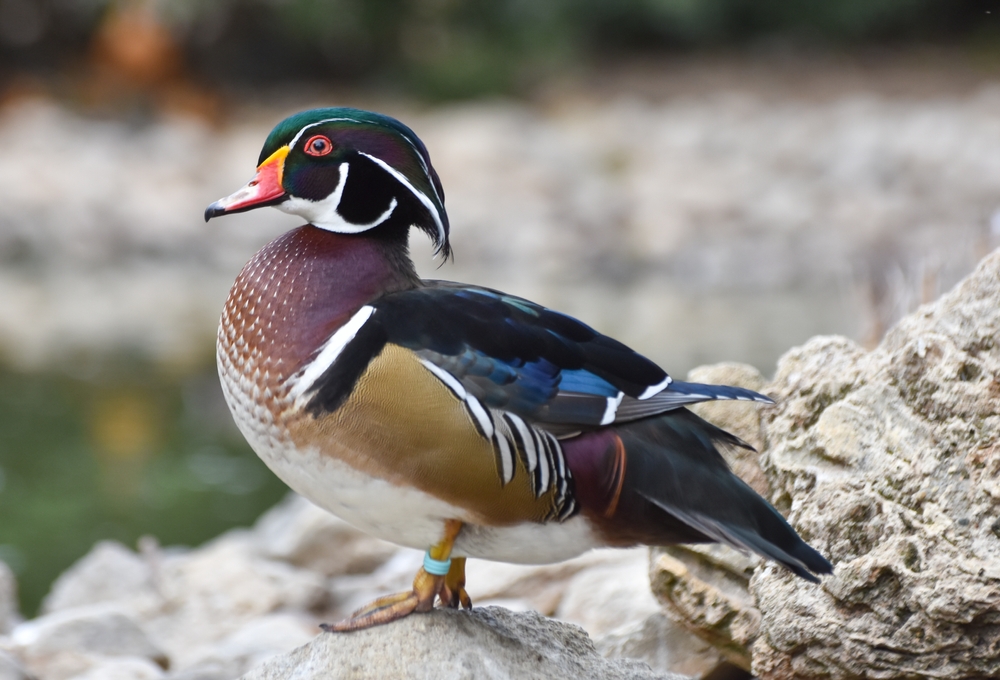 Black-bellied Whistling Duck