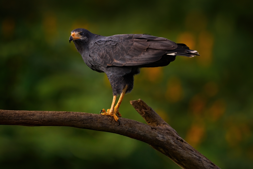 Red-backed Hawk