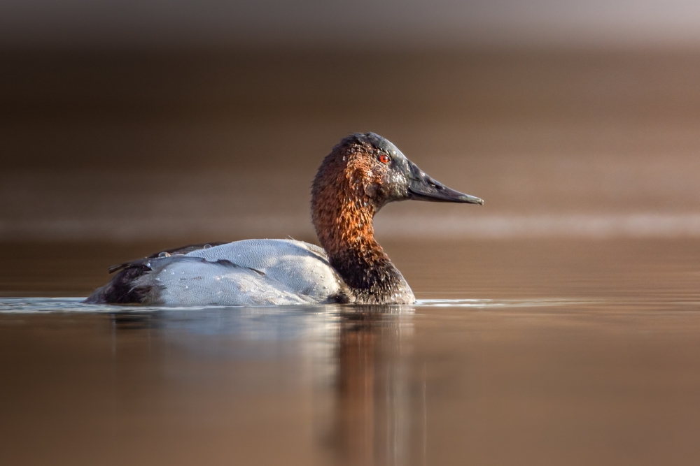 Marbled Duck