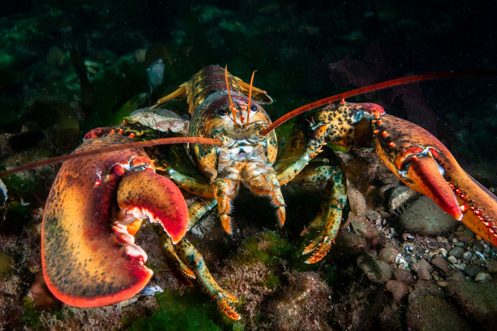 European Lobster