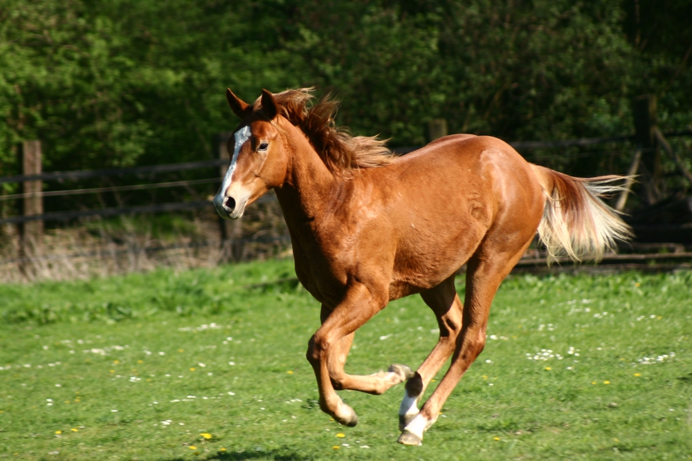 Mustang