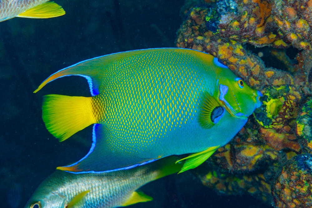Grouper
