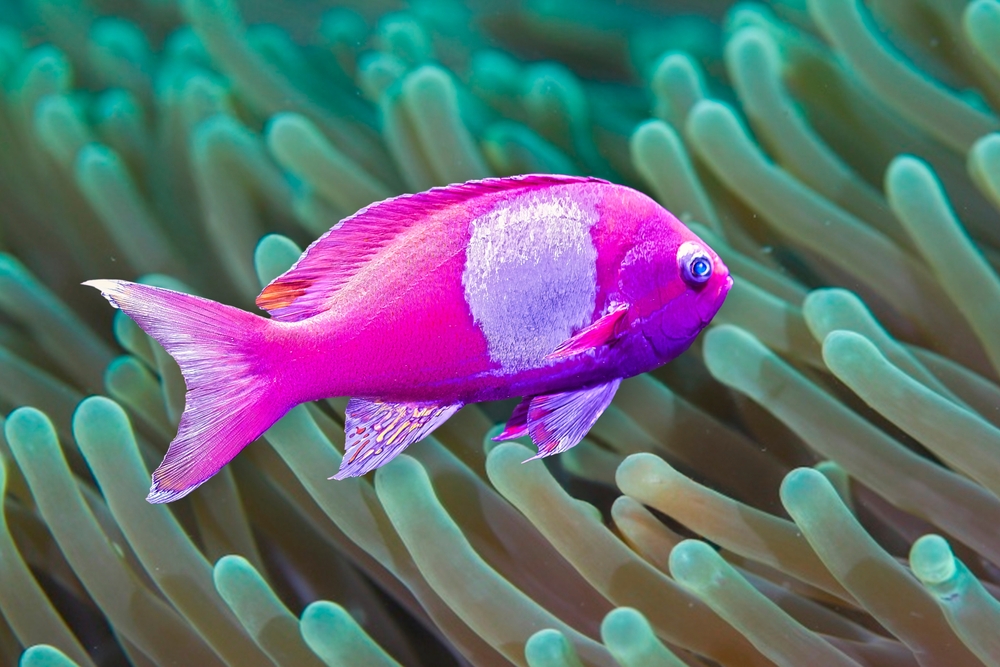 Emperor Angelfish