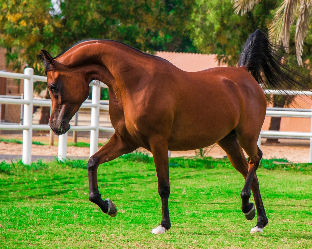 American Quarter Horse