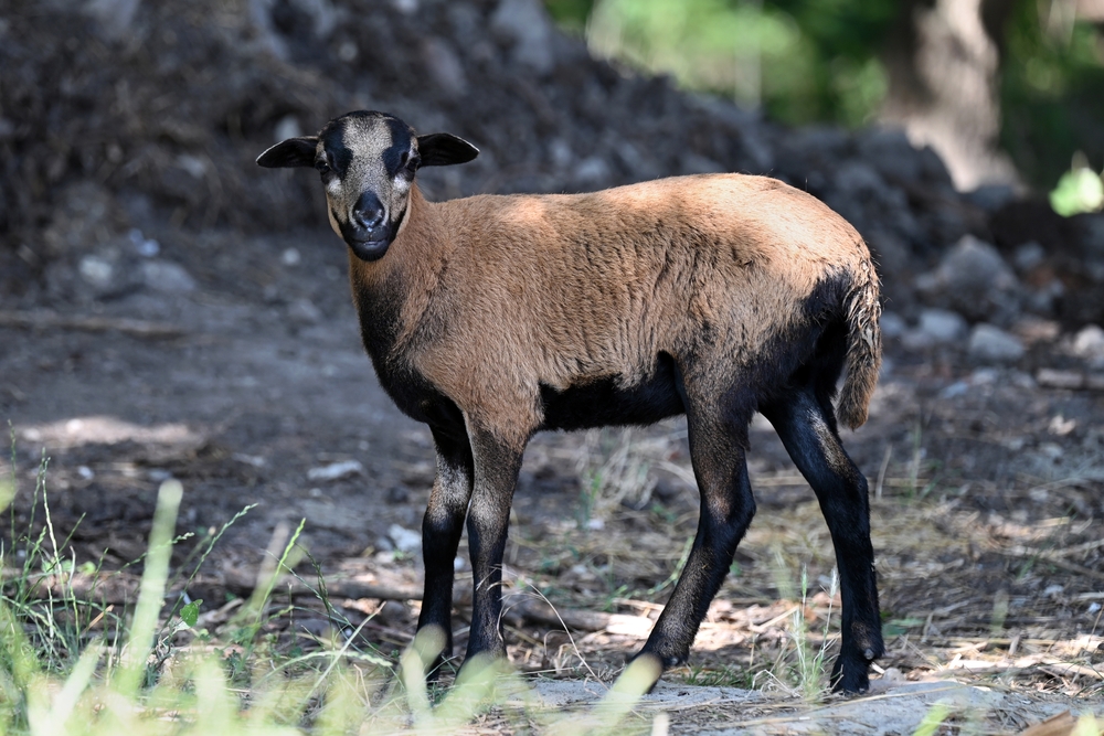 Jacob's Sheep