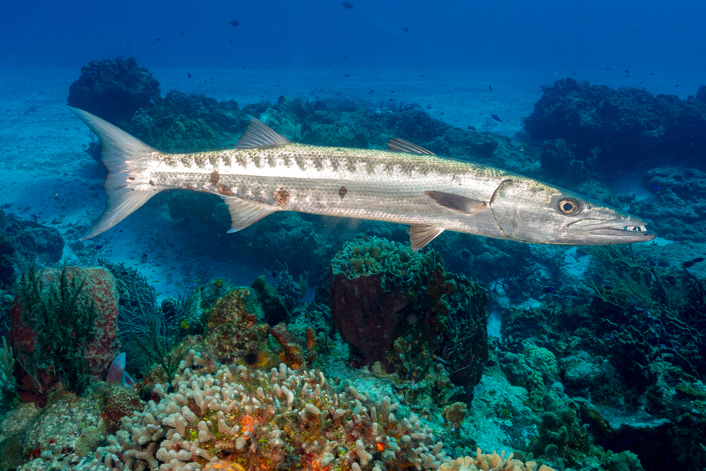 Grouper