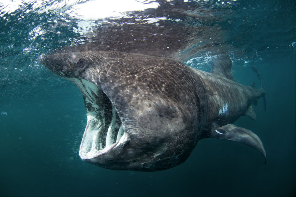 Mako Shark
