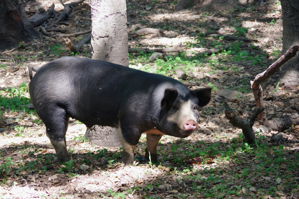 KuneKune