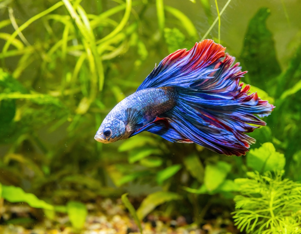 Emperor Angelfish