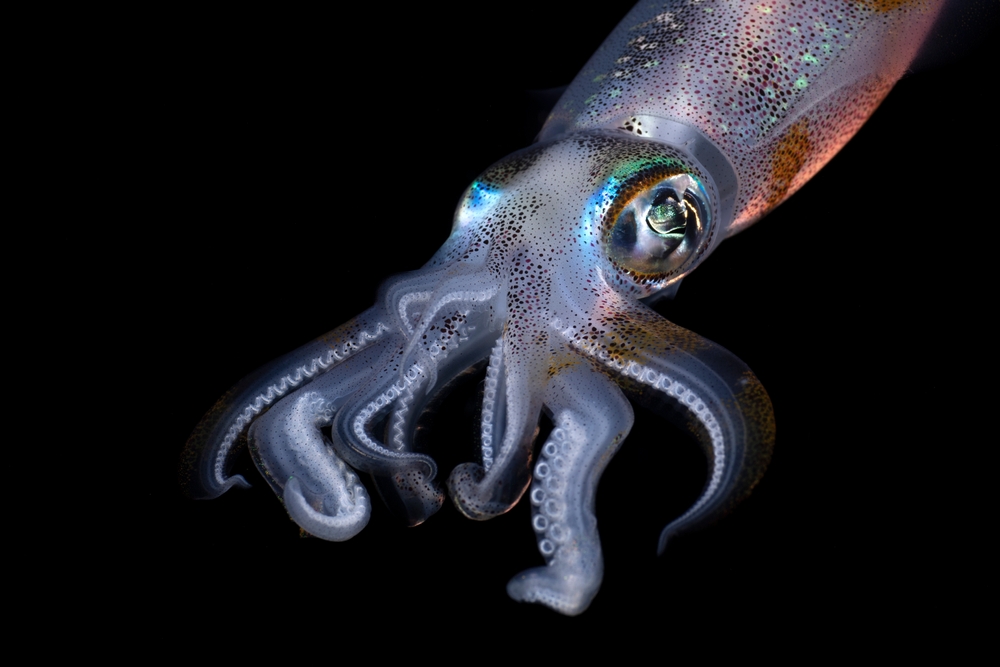 European Squid