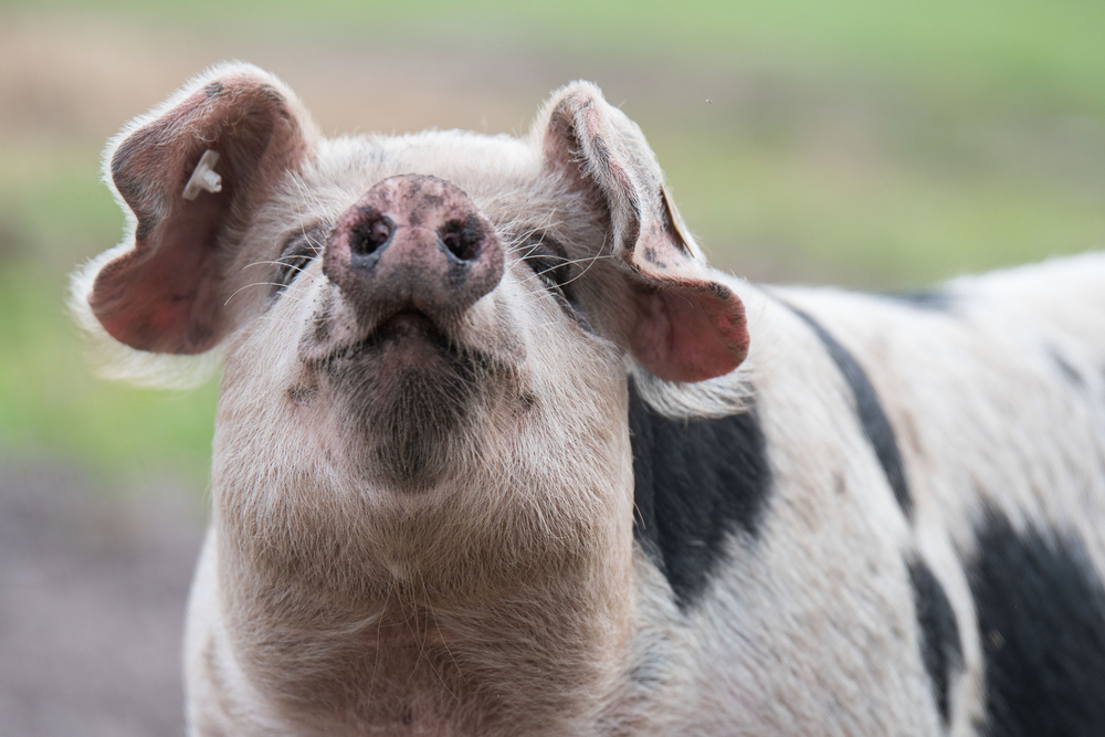Pygmy Pig