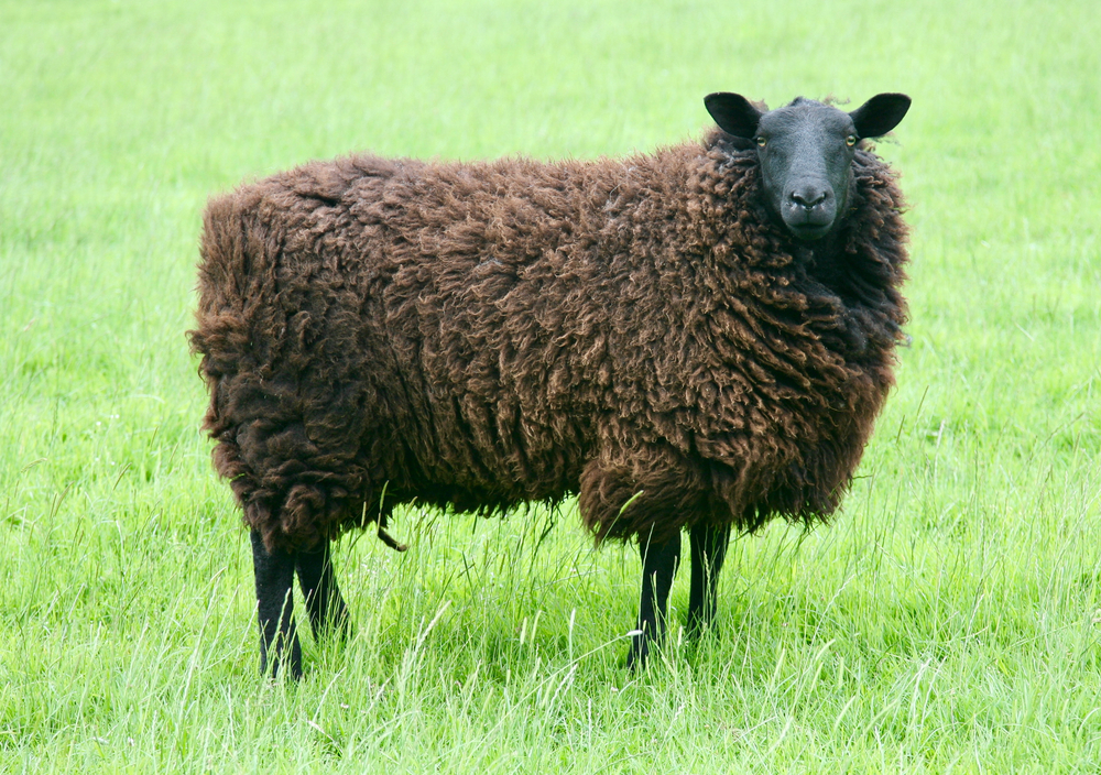Jacob's Sheep