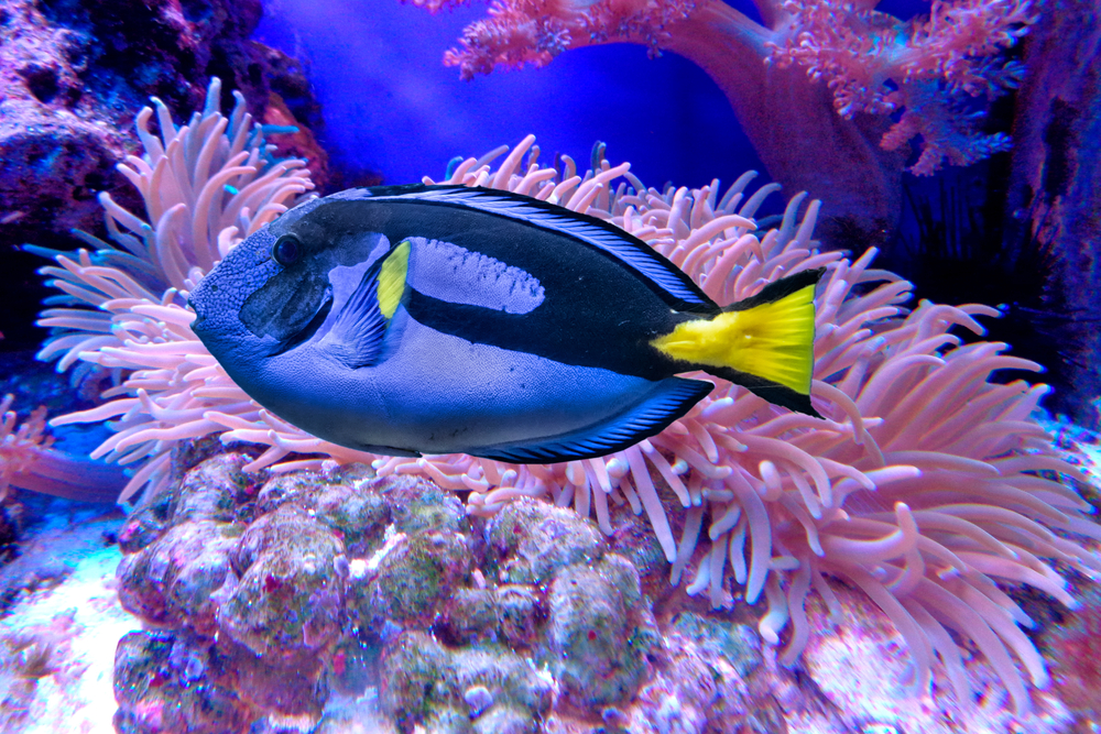 Grouper