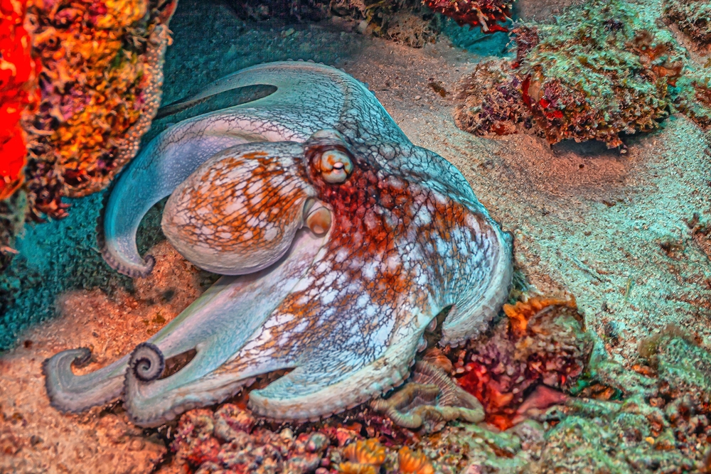 Common Octopus