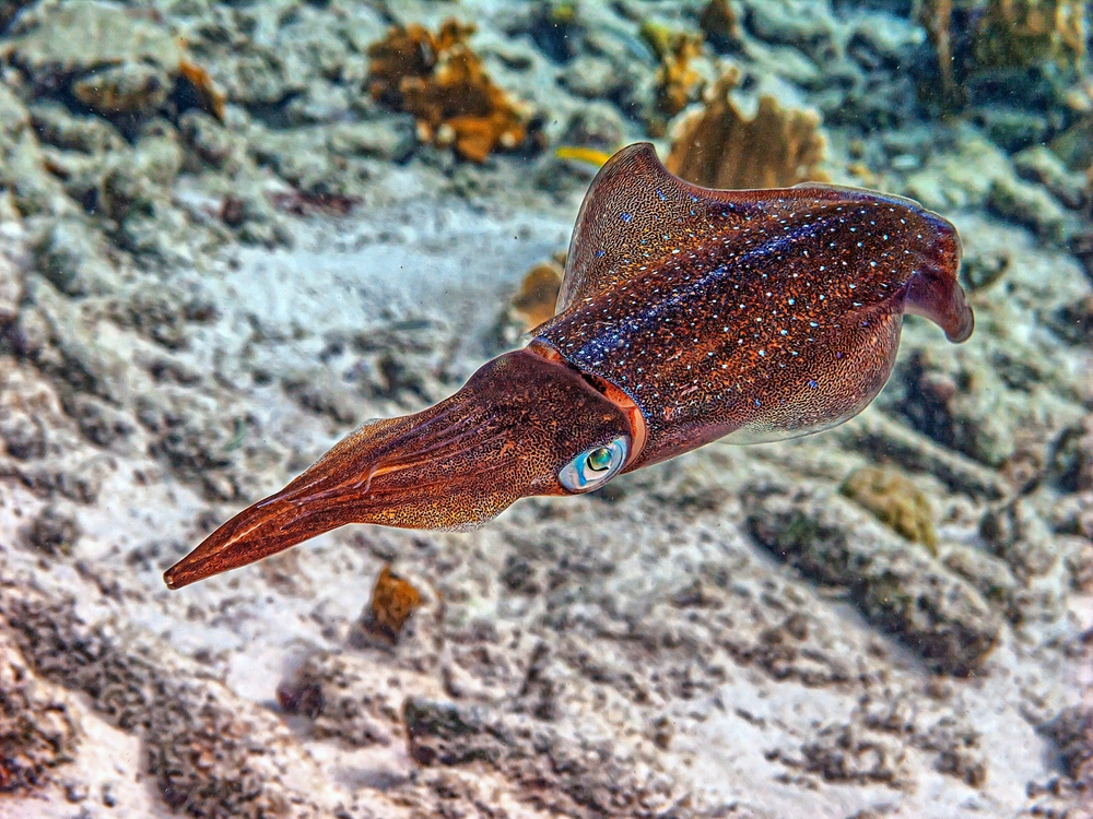 European Squid